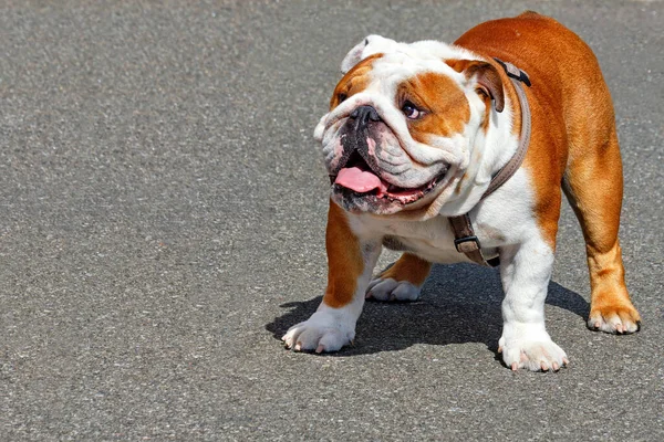 Gran Bulldog Inglés Mira Hacia Arriba Levanta Sobre Fondo Acera — Foto de Stock