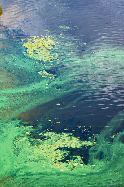 Сине-зеленые водоросли покрывают поверхность цветущей реки в толстой пленке. Химическое загрязнение речной воды. Вертикальное изображение, пространство для копирования.