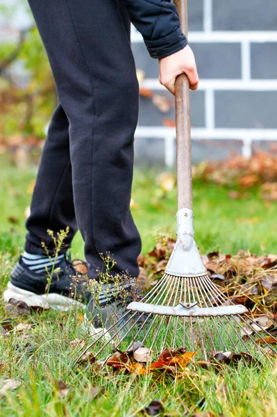 Giardiniere Rastrella Foglie Cadute Con Rastrello Metallico Giardino Sullo Sfondo — Foto Stock