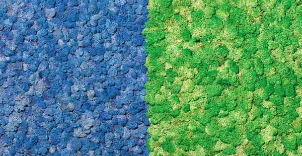 Mousse Sèche Scandinave Stabilisée Dans Panneau Mural Bleu Vert Comme — Photo