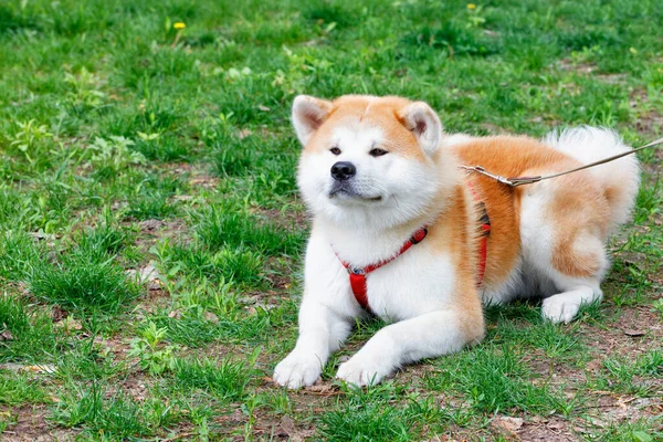 Akita Inu Hund Med Vacker Vit Orange Fluffig Rock Ligger — Stockfoto