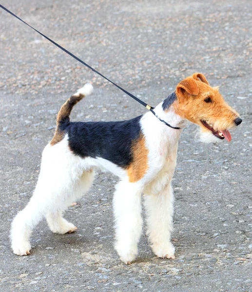 Wire-haired Fox Terrier on a thin leather leash on a sunny day. Close-up, copy space.