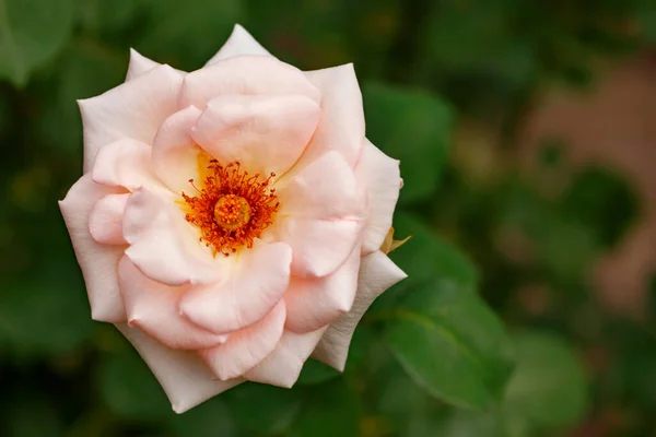 Kwitnący Otwarty Pączek Herbaty Kwiat Róży Jasnym Pomarańczowym Centrum Ciemnym — Zdjęcie stockowe
