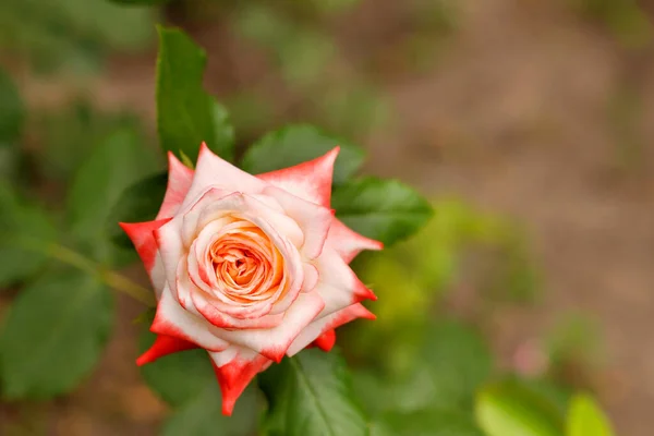 Kwitnący Otwarty Szkarłatny Kwiat Róży Ostrymi Krawędziami Płatków Ciemnozielonym Tle — Zdjęcie stockowe