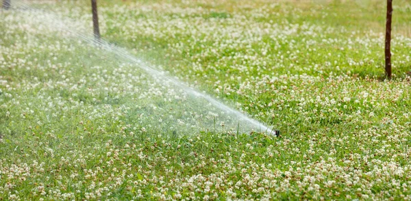 Garden Sprinkler Waters Green Lawn City Lawn Lush White Clover — Stock Photo, Image