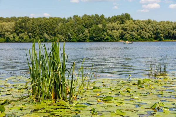 Summer Landscape Wide River Thickets Yellow Water Lily Reeds Foreground — Stockfoto