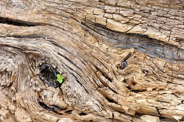 Small Green Sprout Has Grown Old Cracked Tree Trunk Sunlight — 스톡 사진