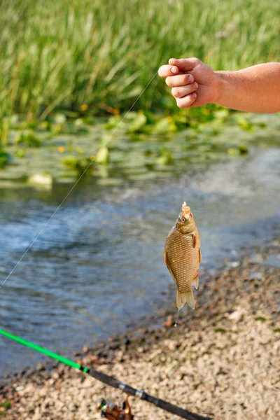 Flusskarauschen Fische Die Mit Einem Angelhaken Gefangen Werden Die Hand — Stockfoto