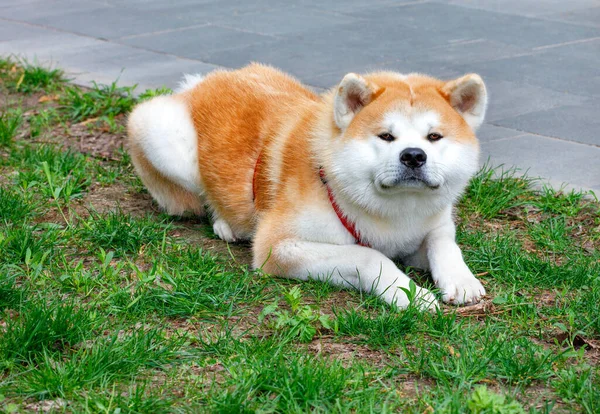 Akita Inu Hund Med Vacker Vit Och Orange Fluffig Päls — Stockfoto