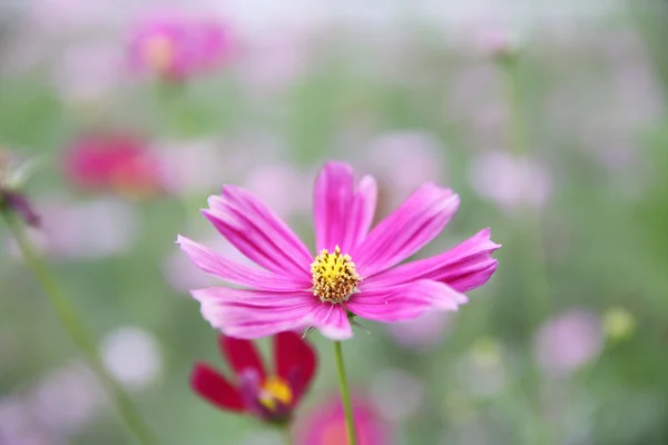 Cosmos Fondo de flores — Foto de Stock