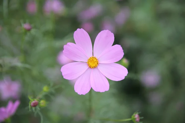 Cosmos flower background — Stock Photo, Image