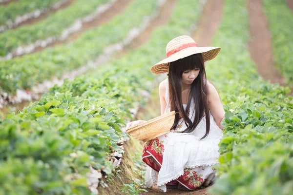 Maszyny zniwne dziewczyna na polu truskawek — Zdjęcie stockowe