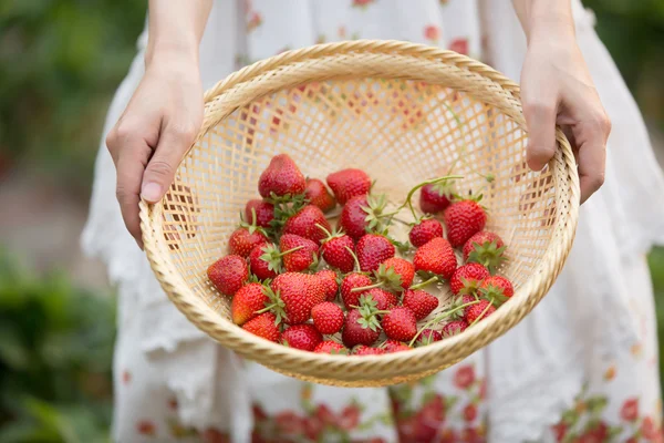 Chica cosechadora en el campo de fresas — Foto de Stock