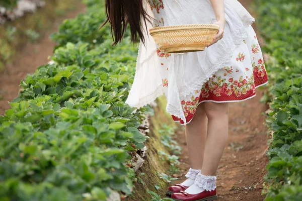 Colheita menina no campo de morango — Fotografia de Stock