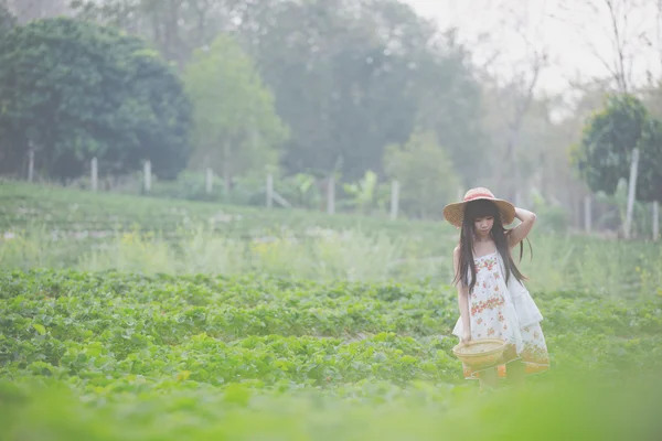 Sklizeň dívka na jahodové pole — Stock fotografie