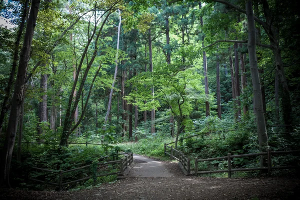Árboles forestales. naturaleza madera verde —  Fotos de Stock