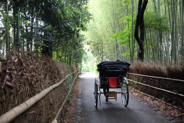 Japonya 'daki Bambu Ormanı