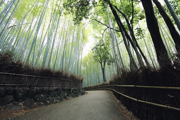 Forêt de bambous au Japon — Photo