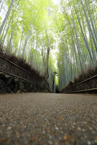 Floresta de bambu no Japão — Fotografia de Stock