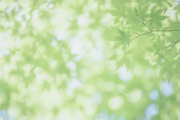 Feuilles d'érable vert, fond d'érable au Japon — Photo