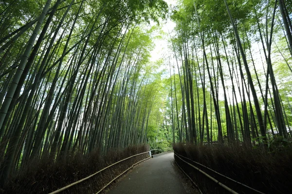 Las bambusowy w Japonii — Zdjęcie stockowe