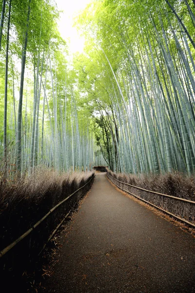Foresta di bambù in Giappone — Foto Stock