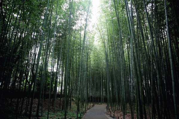 Forêt de bambous au Japon — Photo