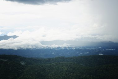 dağ orman ve yağmur sis 