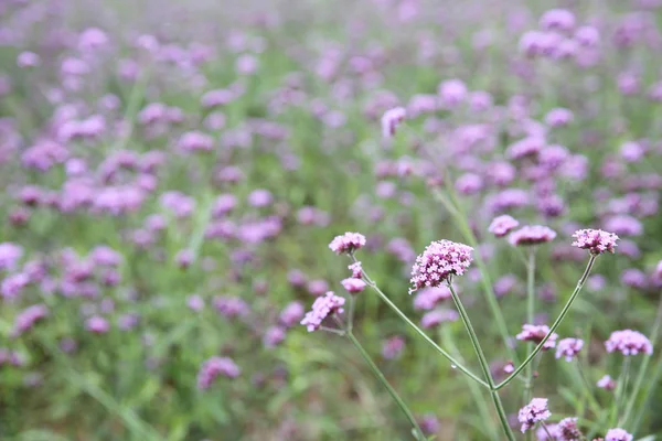 Поле цветов Verbena bonariensis — стоковое фото