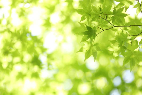 Feuilles d'érable vert frais sur la branche avec la lumière du jour . — Photo