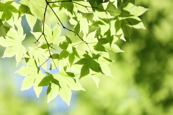 Зеленые листья на ветке с дневным светом . — стоковое фото