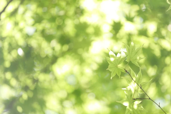 夏時間の新鮮な緑のカエデが枝に残る. — ストック写真