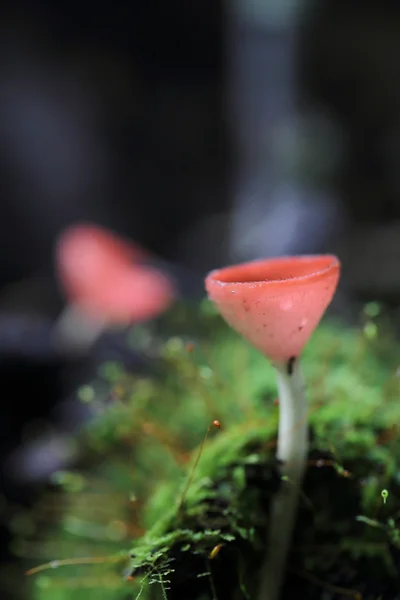 Cookeina sulcipes gombák kupa — Stock Fotó