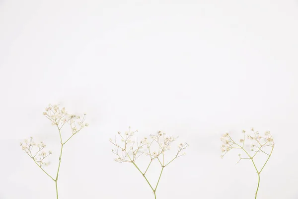 Gypsophila Pequeña Flor Blanca Planta Aislada Fondo Blanco Vista Superior —  Fotos de Stock