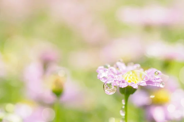 小さなピンクの花が緑の背景に雨滴と共に宇宙のために — ストック写真
