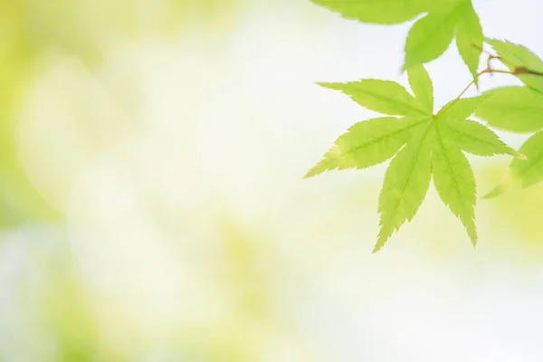 Japanese Green Maple Leaves Close — Stock Photo, Image