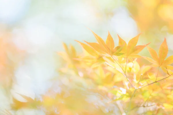 日本红枫叶蓝天 — 图库照片