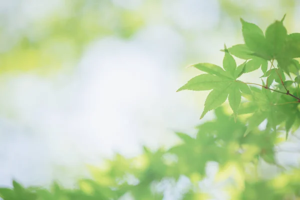 Японские Зелёные Кленовые Листья Голубым Небом — стоковое фото