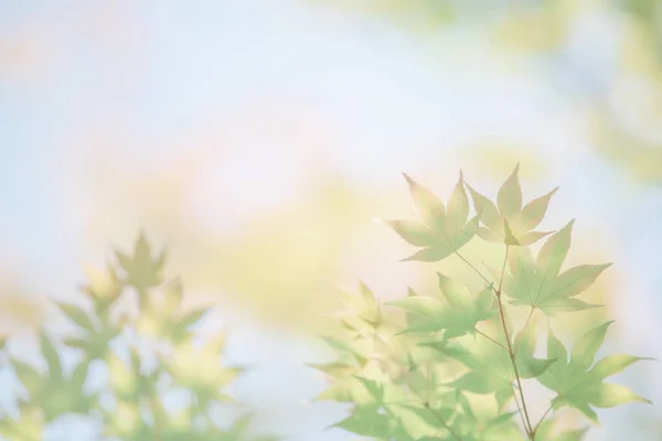 Feuilles Érables Verts Japonais Avec Ciel Bleu — Photo