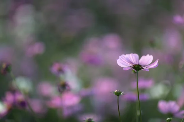 Roze Kosmos Bloemen Veld Natuur Tuin — Stockfoto