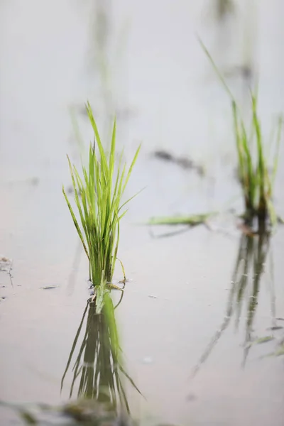Πράσινο Head Ρύζι Φυτικό Σιτάρι Στο Νερό — Φωτογραφία Αρχείου