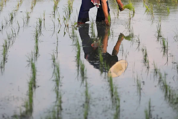 Sadzenie Ryżu Rolniczego Wodzie — Zdjęcie stockowe