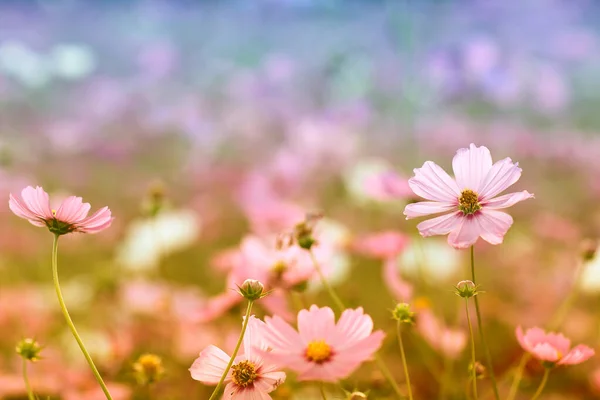 Pink Cosmos Flowers Field Nature Garden — Stock Photo, Image