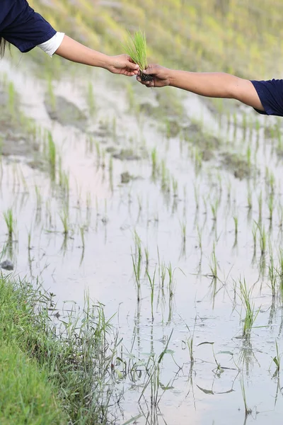 Arroz Del Agricultor Plantación Agua — Foto de Stock