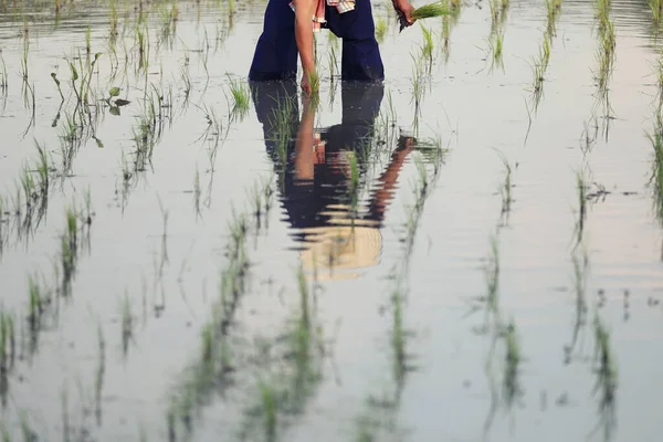 Arroz Agricultor Plantio Água — Fotografia de Stock