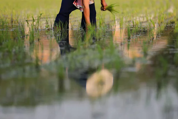 Landwirt Pflanzt Reis Auf Wasser — Stockfoto