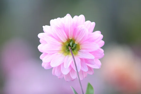 Spring pink flower — Stock Photo, Image