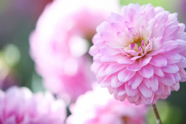 Весенний розовый — стоковое фото