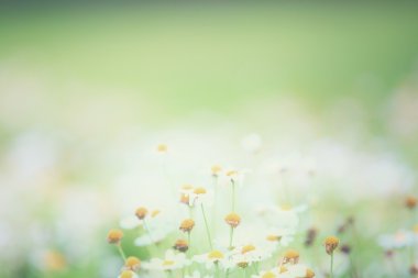 Küçük beyaz çiçek 