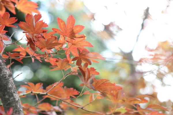 Maples yapraklar — Stok fotoğraf